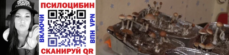 Купить где  Всеволожск  Псилоцибиновые грибы GOLDEN TEACHER 